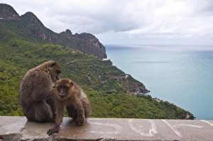 Barbary Macaque (Macaca sylvanus) at Cap Carbon, Bejaia, Kabylia, Algeria Barbary Macaque (Macaca sylvanus) at Cap Carbon, Bejaia, Kabylia, Algeria