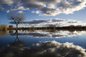 Bare Tree Reflection Prints: Bare tree reflected in the water of a floodplain