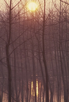 Nature Photography Winter Prints: Bare trees silhouetted by winter sunset, and reflected in pond
