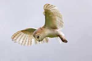 Cumbria Collection: Barn owl (Tyto alba) in flight, in captivity, Cumbria, England, United Kingdom, Europe