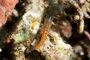 Colourful Fish Species Prints: Baths blenny (Ecsenius bathi), localized, Komodo, Indonesia, Southeast Asia, Asia