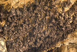 Bats on roof of cave chamber inside Purah Goa Lawah, Hindu Bat Temple cave, eastern Bali, Indonesia, Southeast Asia Bats on roof of cave chamber inside Purah Goa Lawah, Hindu Bat Temple cave, eastern Bali, Indonesia, Southeast Asia