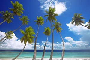 Empty beach and palm trees, Maldives, Indian Ocean, Asia Empty beach and palm trees, Maldives, Indian Ocean, Asia