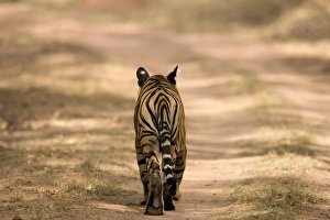 Big Cats Big Cats