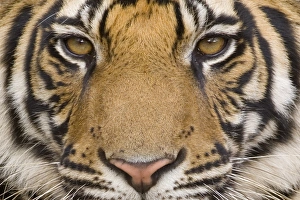 Images Dated 2nd August 2008: Bengal Tiger Print, Bandhavgarh, India