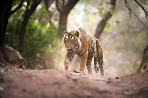 Father's Day: Bengal tiger, Ranthambhore National Park, Rajasthan, India, Asia