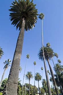Colorful Natural World Images Prints: Beverly Drive