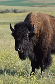 US National Park Animals Prints: Bison (Bison bison)