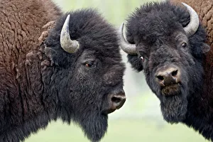 Two bison (Bison bison) bulls facing off, Yellowstone National Park, Wyoming Two bison (Bison bison) bulls facing off, Yellowstone National Park, Wyoming