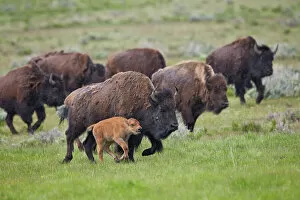 Bison Collection: Bison (Bison bison) cow and calf running in the rain, Yellowstone National Park, Wyoming