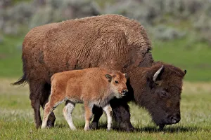 Bison (Bison bison) cow and calf in the spring, Yellowstone National Park, Wyoming Bison (Bison bison) cow and calf in the spring, Yellowstone National Park, Wyoming