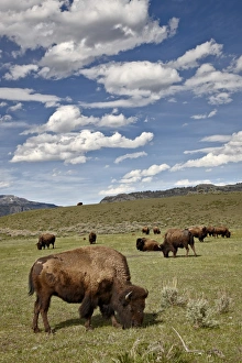 UNESCO World Heritage Sites US Prints: Bison (Bison bison) cows grazing