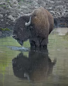 Bison Collection: Bison (Bison bison) drinking from a pond, Custer State Park, South Dakota