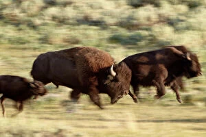 Bison Collection: Bison (Bison bison) running, Yellowstone National Park, UNESCO World Heritage Site
