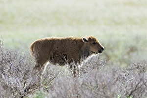 Bison In Yellowstone Prints: Bison calf (Bison bison)