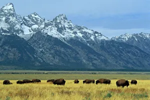 Bison Print in the Teton Range, Wyoming