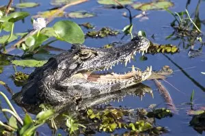 Images Dated 28th November 2014: Black Caiman in swamp, Ibera National Park, Argentina, South America