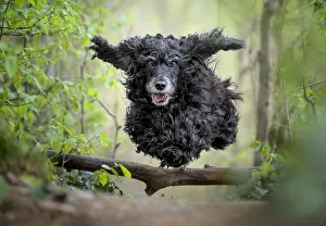 Black Cocker Spaniel dog running and jumping over a stick in the woods, Italy, Europe Black Cocker Spaniel dog running and jumping over a stick in the woods, Italy, Europe