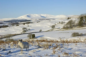 Black faced sheep with Cairnsmore of Fleet in the background in winter snow, Laghead, Dumfries and Galloway, Scotland Black faced sheep with Cairnsmore of Fleet in the background in winter snow, Laghead, Dumfries and Galloway, Scotland