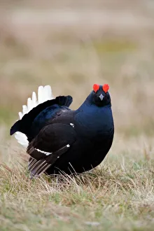 Black grouse (Tetrao tetrix), displaying at Lek, Upper Teesdale, North Pennines Area of Outstanding Natural Beauty Black grouse (Tetrao tetrix), displaying at Lek, Upper Teesdale, North Pennines Area of Outstanding Natural Beauty