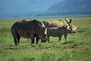 Rhinoceros Collection: Black rhino family