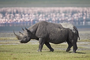Black rhinoceros (hook-lipped rhinoceros) (Diceros bicornis), Ngorongoro Crater, Tanzania, East Africa, Africa Black rhinoceros (hook-lipped rhinoceros) (Diceros bicornis), Ngorongoro Crater, Tanzania, East Africa, Africa