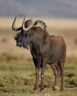Black wildebeest (white-tailed gnu) (Connochaetes gnou), Mountain Zebra National Park Black wildebeest (white-tailed gnu) (Connochaetes gnou), Mountain Zebra National Park