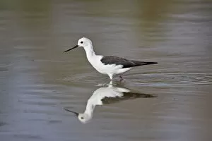 Selous Game Reserve Collection: Black-winged stilt (Himantopus himantopus), Selous Game Reserve, Tanzania, East Africa