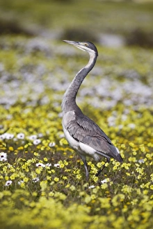 Blackheaded heron (Ardea melanocephala) Blackheaded heron (Ardea melanocephala)