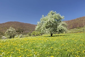 Baden Wurttemberg Travel Destinations Prints: Blossoming cherry tree on a spring meadow