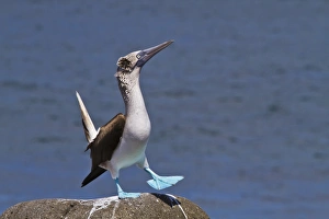 Blue-footed booby (Sula nebouxii) male, North Seymour Island, Galapagos Islands, Ecuador, South America Blue-footed booby (Sula nebouxii) male, North Seymour Island, Galapagos Islands, Ecuador, South America