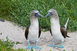 Blue-footed booby (Sula nebouxii) pair, North Seymour Island, Galapagos Islands, Ecuador, South America Blue-footed booby (Sula nebouxii) pair, North Seymour Island, Galapagos Islands, Ecuador, South America