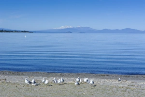 The blue waters of Lake Taupo with the Tongariro National Park in the background, North Island, New Zealand, Pacific The blue waters of Lake Taupo with the Tongariro National Park in the background, North Island, New Zealand, Pacific