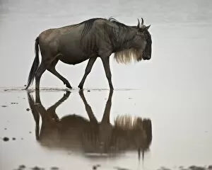 Animal Kingdom Collection: Blue wildebeest (brindled gnu) (Connochaetes taurinus) in the water, Serengeti National Park