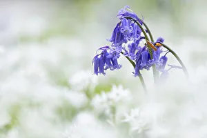 Bluebell and Wild Garlic Print, UK Landscape