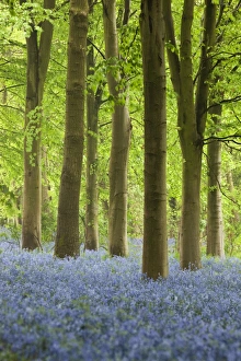 Bluebell Wood Print, Chipping Campden, Cotswolds