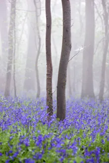 Bluebell wood in morning mist, Lower Oddington, Cotswolds, Gloucestershire, United Kingdom, Europe Bluebell wood in morning mist, Lower Oddington, Cotswolds, Gloucestershire, United Kingdom, Europe