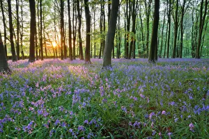 Prints of Bluebell wood, Stow-on-the-Wold, Cotswolds, Gloucestershire, England, United Kingdom, Europe United Kingdom Prints: Bluebell Wood Print, Stow-on-the-Wold