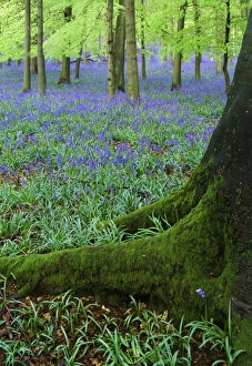 Bluebells in beech woodland, Buckinghamshire, England, UK, Europe Bluebells in beech woodland, Buckinghamshire, England, UK, Europe