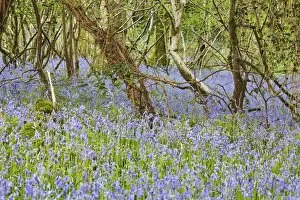 Images Dated 13th May 2015: Bluebells in flower in Ladys Wood, near South Brent, Devon, England, United Kingdom