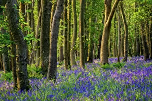 Images Dated 13th May 2015: Bluebells, High Littleton Woods, Somerset, England, United Kingdom, Europe