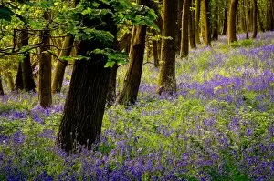 Images Dated 13th May 2015: Bluebells, High Littleton Woods, Somerset, England, United Kingdom, Europe