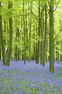 Bluebells (Hyacinthoides non-scripta) in woods, Ashridge Estate, Hertfordshire Bluebells (Hyacinthoides non-scripta) in woods, Ashridge Estate, Hertfordshire