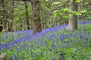 Bluebells in Middleton Woods near Ilkley, West Yorkshire, Yorkshire, England, United Kingdom, Europe Bluebells in Middleton Woods near Ilkley, West Yorkshire, Yorkshire, England, United Kingdom, Europe