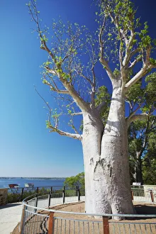 Boab tree in Kings Park, Perth, Western Australia, Australia, Pacific Boab tree in Kings Park, Perth, Western Australia, Australia, Pacific