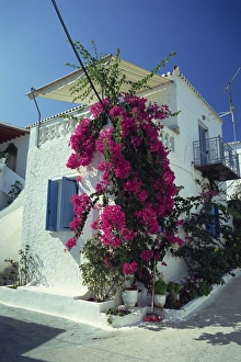 Bougainvillea on a white house on the island of Spetse Bougainvillea on a white house on the island of Spetse