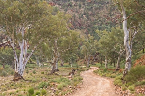 Brachina Gorge, Flinders Ranges National Park, South Australia, Australia, Pacific Brachina Gorge, Flinders Ranges National Park, South Australia, Australia, Pacific