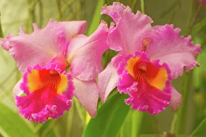 Brassolaeliocattleya pink diamond orchid in the Orchid House at Royal Botanic Gardens Brassolaeliocattleya pink diamond orchid in the Orchid House at Royal Botanic Gardens