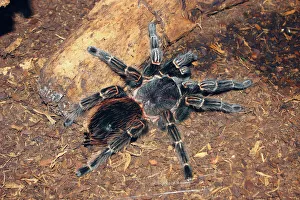 Brazilian salmon pink bird-eating tarantula (Lasiodora parahybana) originating from northeastern Brazil, South America Brazilian salmon pink bird-eating tarantula (Lasiodora parahybana) originating from northeastern Brazil, South America