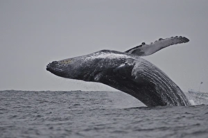 Breaching humpback whale (Megaptera novaeangliae), Ecuador, South America Breaching humpback whale (Megaptera novaeangliae), Ecuador, South America